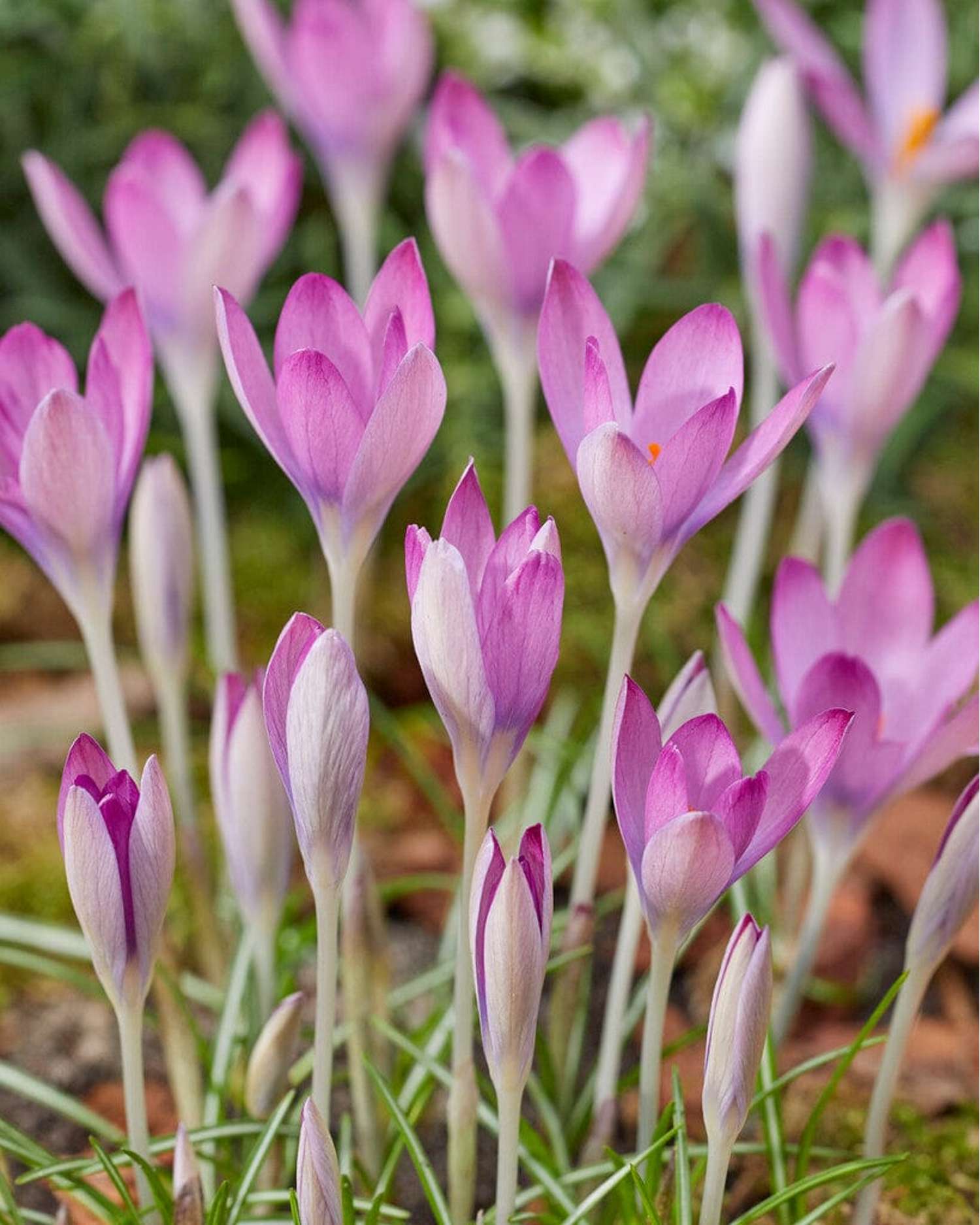Crocus 'Roseus'